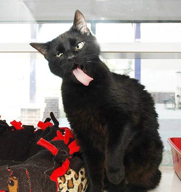 Без кота и жизнь не та