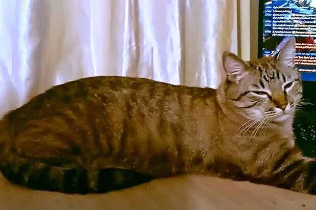 Кот Жорик из Подмосковья сбежал от хозяйки и сам вернулся домой спустя 9 дней