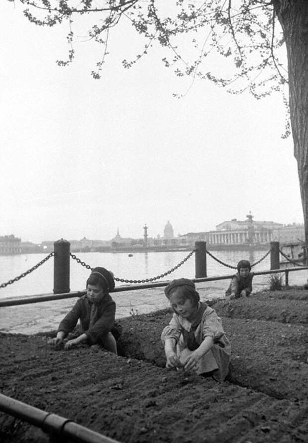 Дети у грядок на набережной в Ленинграде. 1942 г.