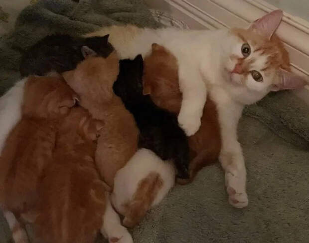 Без кота и жизнь не та