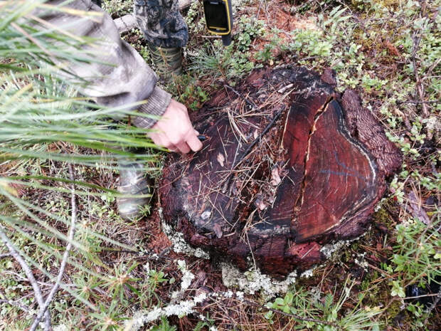 На жителя Качугского района завели уголовное дело за вырубку охранных деревьев для постройки дома