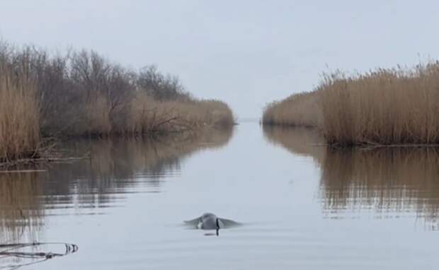 Жители Кубани спасли дельфина, который запутался в сетях: что произошло под Темрюком