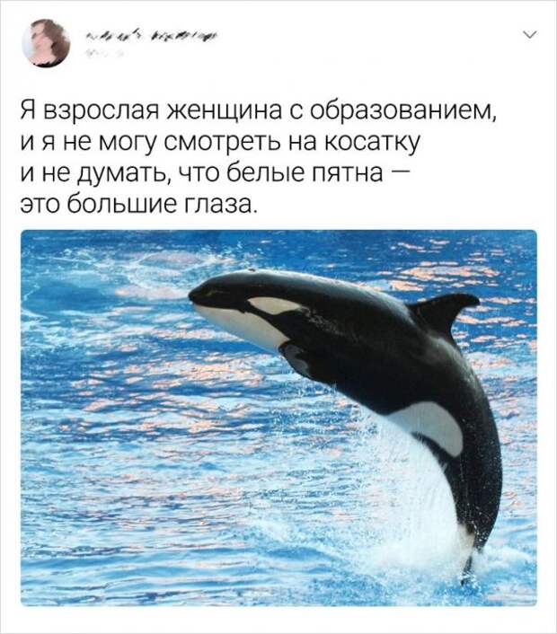 твит про косатку