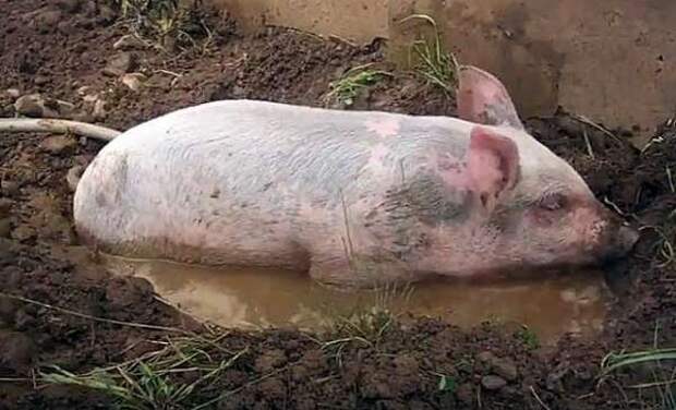 Водолаз не пойдёт в дерьмо! - кричал в рацию лейтенант... Водолаз не пойдёт в дерьмо! - кричал в рацию лейтенант...