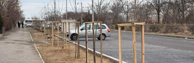 Новые деревья высадили в 4 микрорайоне Актау