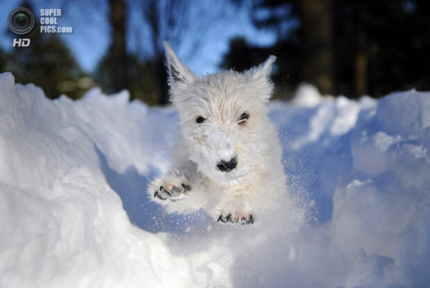 Снег — собачье счастье. (Sam Friedman)