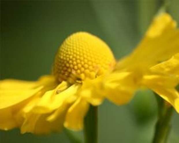 Гелениум (helenium)