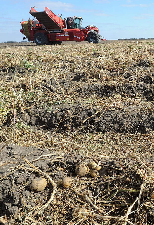 картофель на поле1 Как производят чипсы Lays