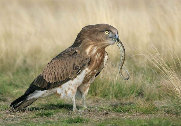 Змееяд (Circaetus gallicus) - 23 Октября 2009 - Все о птицах
