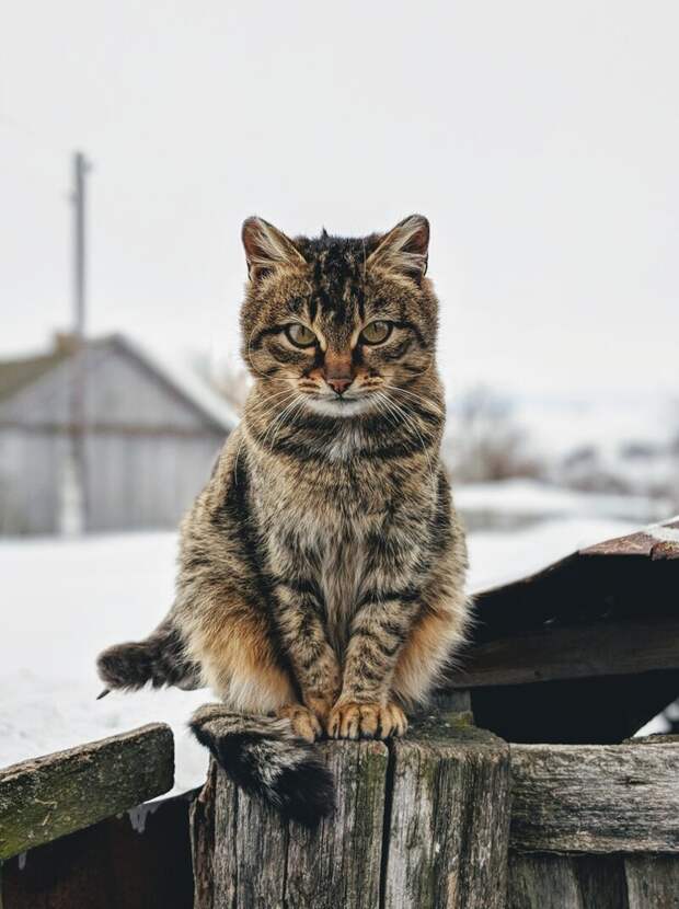 Очень колоритные уличные коты братья наши меньшие, город, кот, кошка, уличные животные, уличные кошки, эстетика