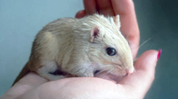 Три песчанки на счастье