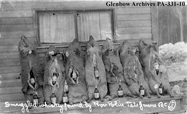 Туши свиней, которые бутлегеры набили контрабандным спиртным. 1925 год / Источник: cardstoncounty.com