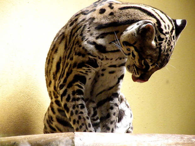 Фотография: Эти очаровательные оцелоты №23 - BigPicture.ru