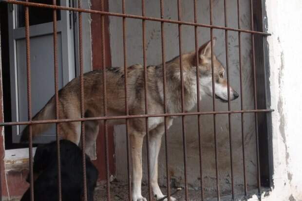 Волгоградец приютил у себя дома волка из Астраханской области в мире, волк, домашний питомец, животные, истории, люди