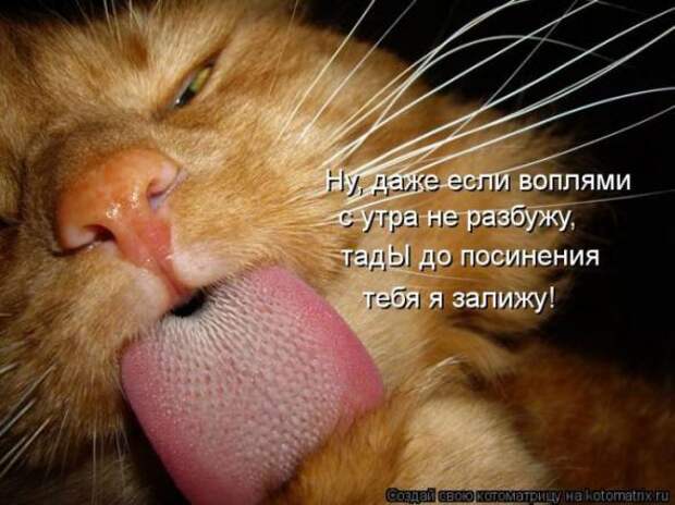 Котоматрицы (картинки с надписями)