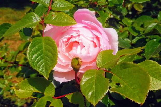 Эксперт Рыбин рассказал, как сохранить розы на даче, пока не сошёл снег