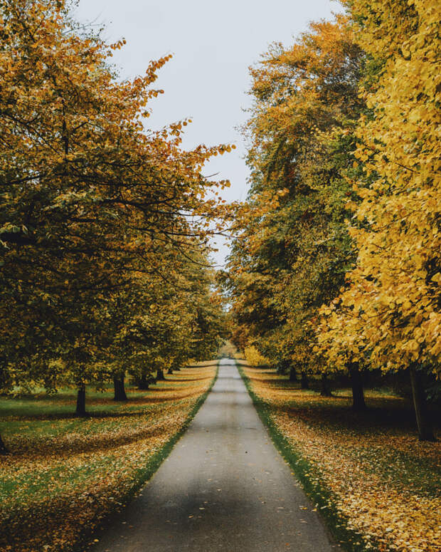 Autumn Road by Daniel Casson on 500px.com