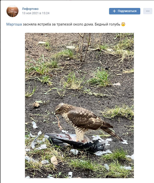 Скриншот сообщения в социальной сети