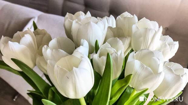 Флорист объяснила, как продлить тюльпанам жизнь на две недели