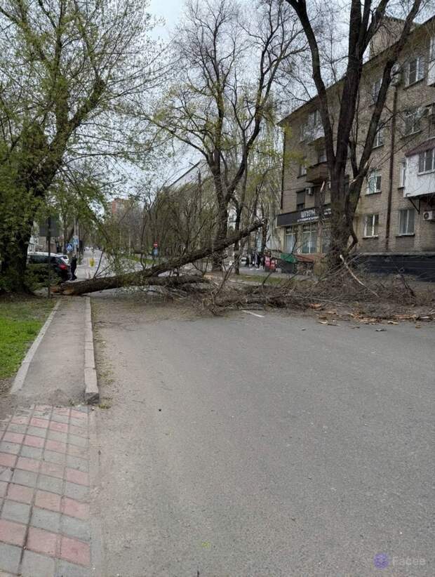 Упало дерево на ул. Щорса