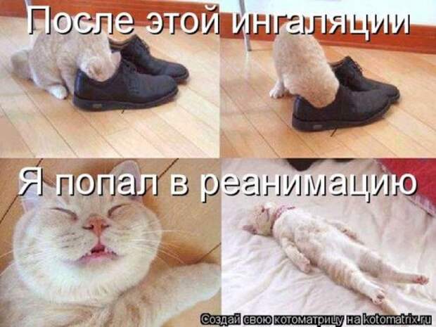 Лучшие котоматрицы недели (28 фото)