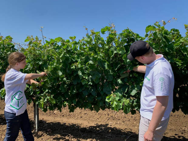 Старт карьеры: практиканты работают на крупнейшем винограднике России