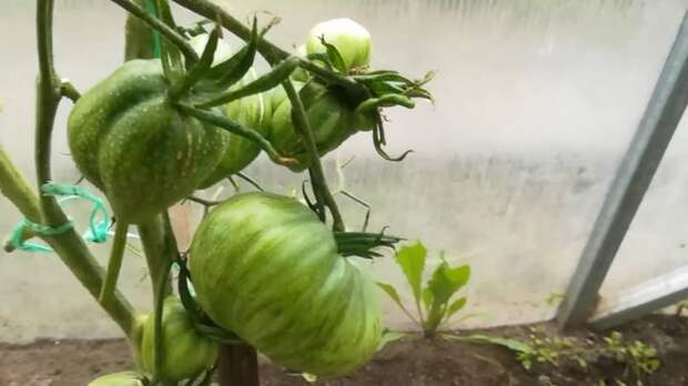 Ускорьте созревание томатов без потери вкуса и аромата. Безопасная подкормка и помощь огороду