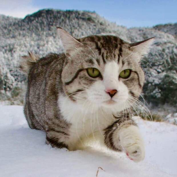 Фотогеничность зашкаливает: кот, который всегда замечательно выходит на снимках Нянкичи, животные, знаменитость, кот, фотогеничность, фотография, япония
