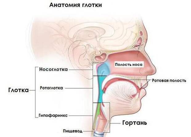 Лечение при фарингите: симптомы и причины заболевания, эффективное и быстрое лечение, советы медиков