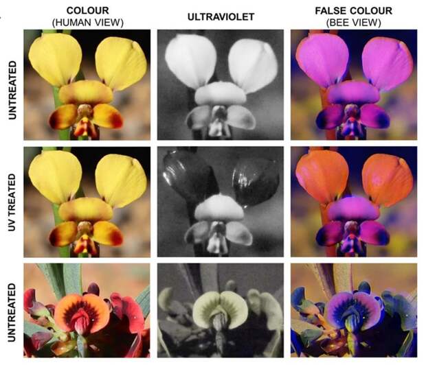 Цветы орхидеи без солнцезащитного раствора (верхний ряд), с раствором (средний ряд) и мотыльковые цветы (нижний ряд). Показаны их реальные цвета, вид в УФ-свете и вид «с точки зрения» пчелы / © 10.1002/ece3.9759