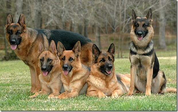 draft_lens2271609module20020162photo_1236702098german-shepherd