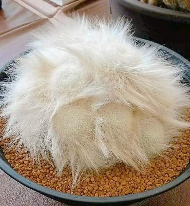 Это не котик спит клубочком, это Mammillaria hahniana var. superba Это не котик спит клубочком, это Mammillaria hahniana var. superba