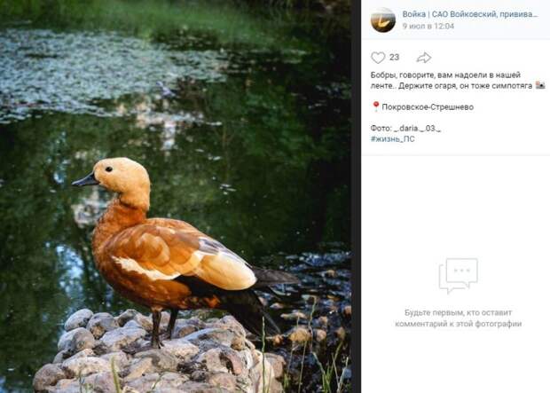 Фото дня: огарь из парка «Покровское-Стрешнево» попозировал на камеру фотографа