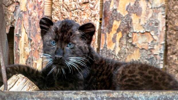 Черная пантера из Екатеринбурга улетела на ПМЖ в Алматы