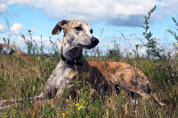 Россиян призвали защитить питомцев от одной опасности весной