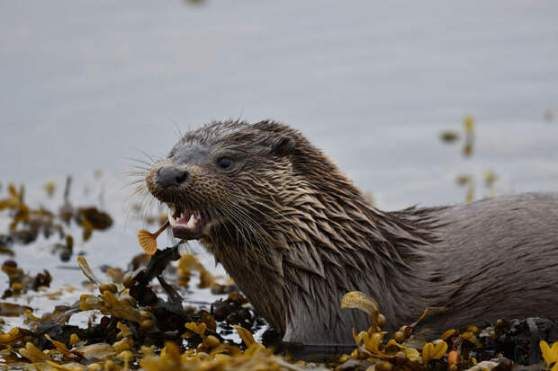 Победители конкурса фотографий Mammal Photographer 2020