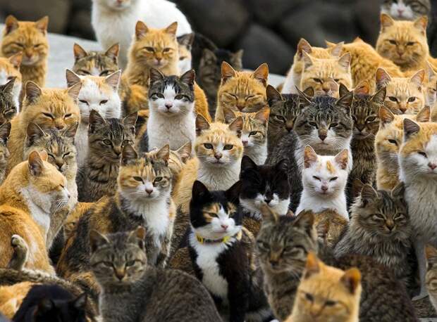 Японский остров кошек.