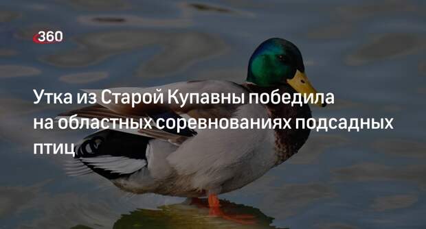 Утка из Старой Купавны победила на областных соревнованиях подсадных птиц
