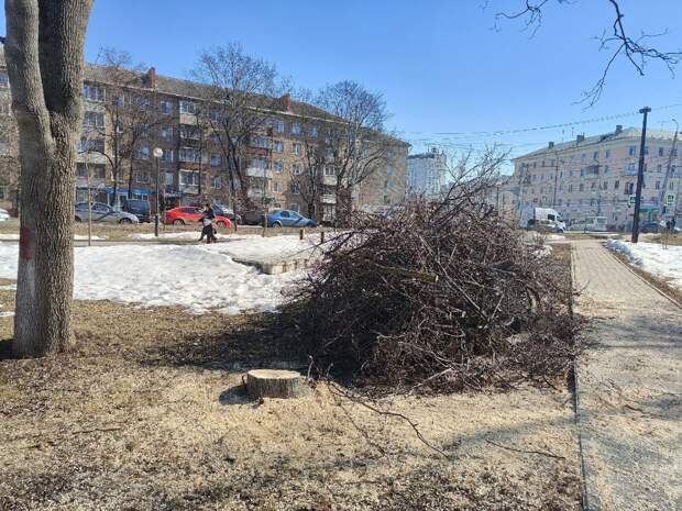 Жительница Тулы обеспокоена вырубкой деревьев в сквере на Красноармейском проспекте