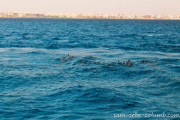 Хургада плавание с дельфинами
