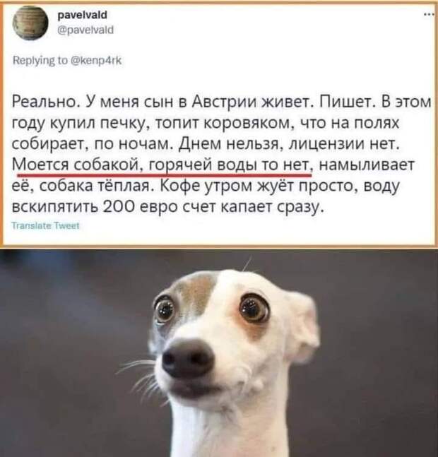 Бедная собака, непросто ей