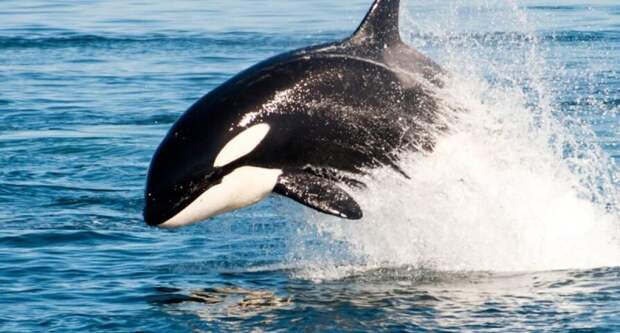 https://www.theguardian.com/science/2017/jan/15/killer-whales-explain-meaning-of-the-menopause