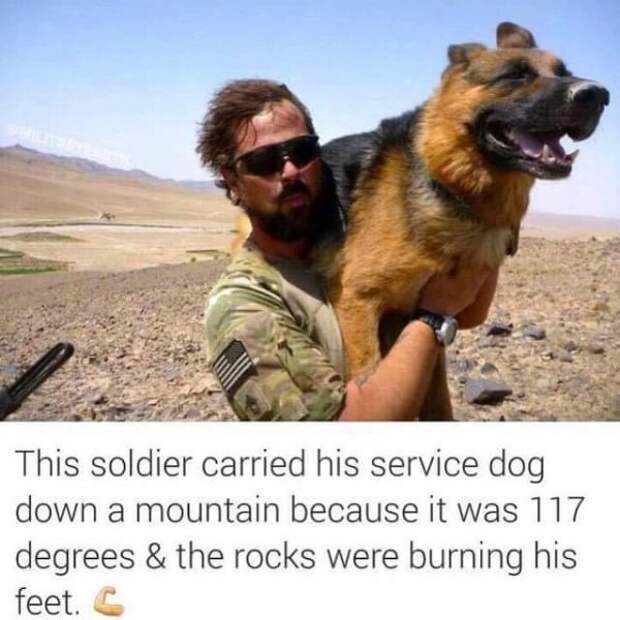 service dog memes always bring out the smiles 2 Service dog memes always bring out the smiles (40 Photos)