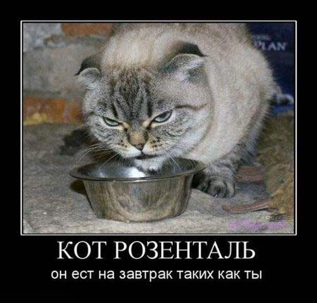 Позитивные демотиваторы про животных (20 фото) Позитивные демотиваторы про животных (20 фото)