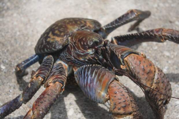 Coconutcrab30 Самый крупный представитель членистоногих, кокосовый краб!