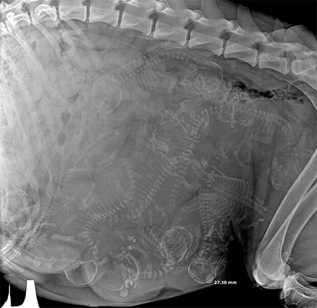 Рентгеновский снимок беременной собаки