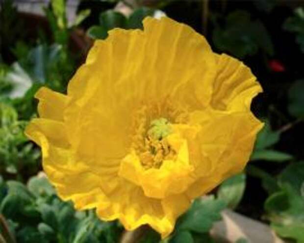 Мак восточный (Yellow papaver)