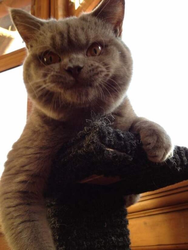 кошки, которые хотя убить своих владельцев, злые кошки