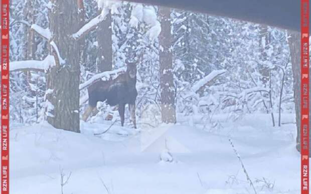 В Клепиковском районе сфотографировали вышедшего к дороге лося