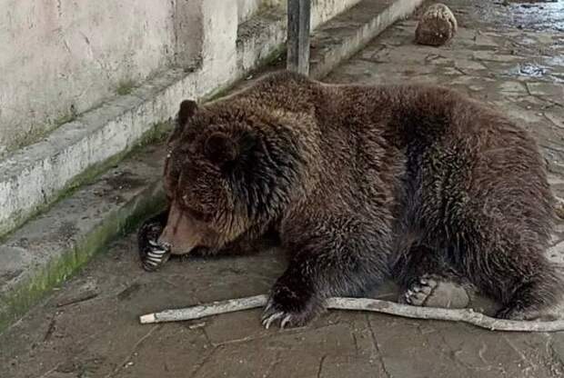 Из горящего зоопарка в Евпатории спасли женщину и медведей